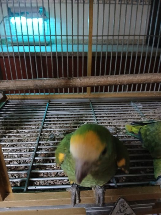 Fêmea de Amazonas barbadensis