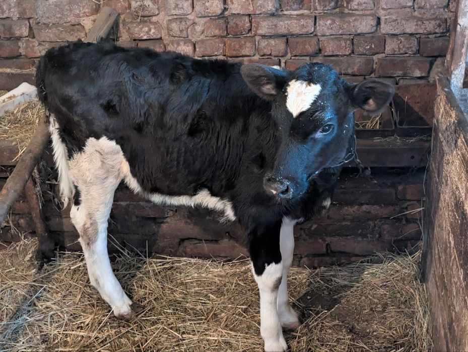 Продається теличка від хорошої високопродуктивної корови. Вік 2 місяці.