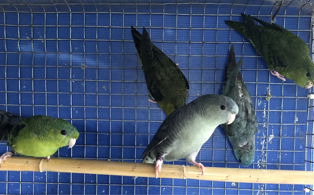 Catarinas ( Bolborhynchus lineola )