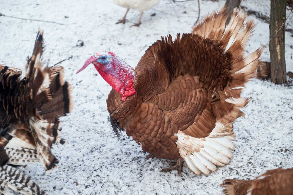 Індики Бурбон інкубаційне яйце
