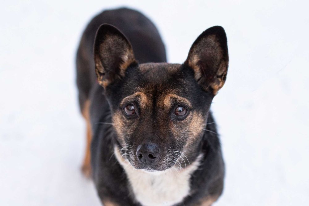 Yamarica: łagodna i spokojna słodzinka