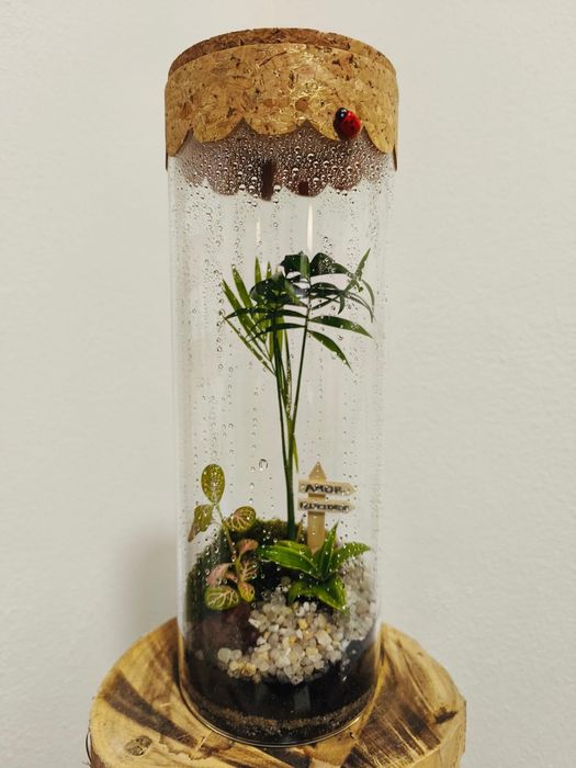 Terrários - plantas interior, vários tamanhos