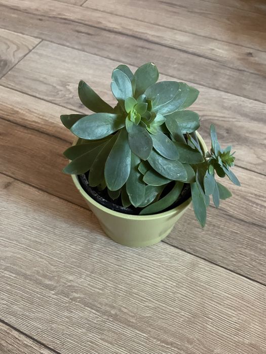 Eszeweria kwitnąca rośliny doniczkowe