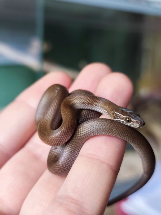 Wąż mahoniowy hybryda het black het albino t- jak wąż zbożowy