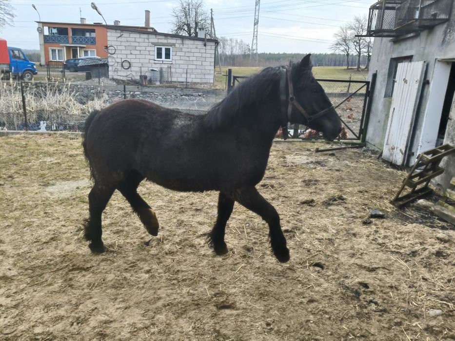 Koń klacz klaczka źrebak zamiana