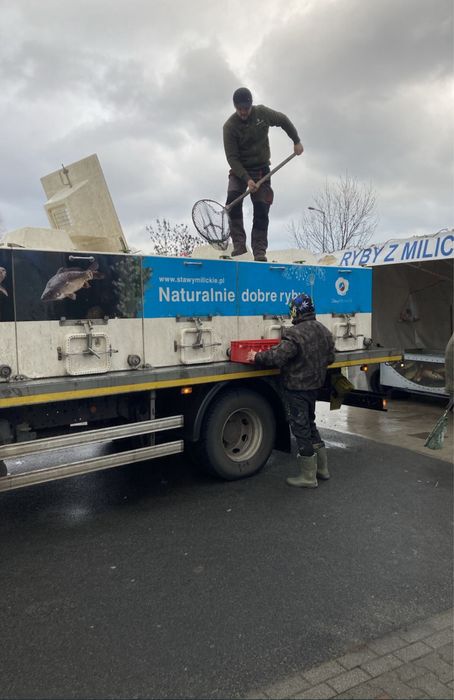 Karp Milicki - Punkt sprzedaży żywych i patroszonych