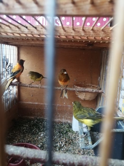 Клетка для певчих птиц