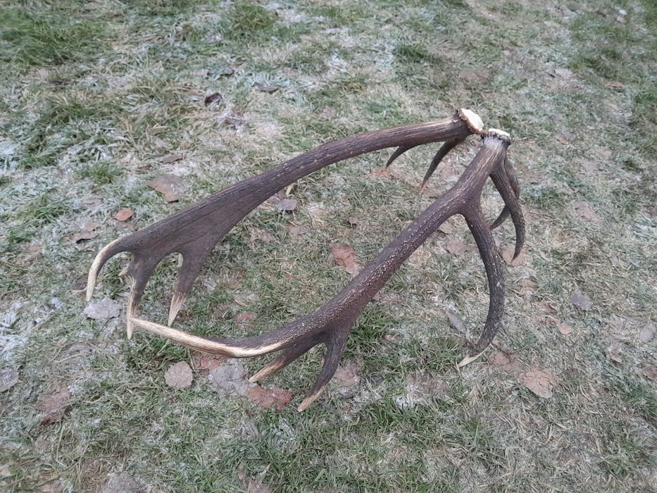 Sprzedam poroże rogi jelenia. Komplet