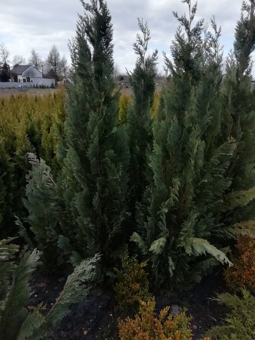 Cyprys Lawsona 200 cm wysoki w cenie 60 zł