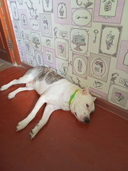 Собака пітбуль доросла