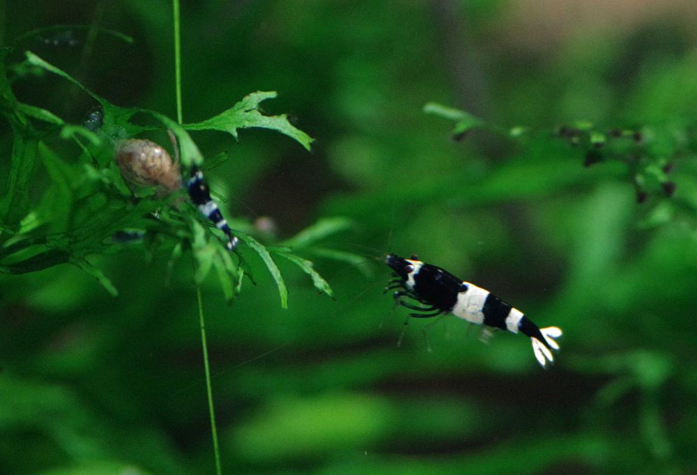 Krewetka cardina Taiwan bee panda black