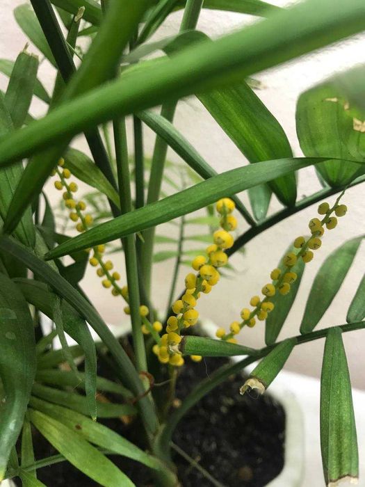 Хамедорея изящная: комнатное растение, вазон