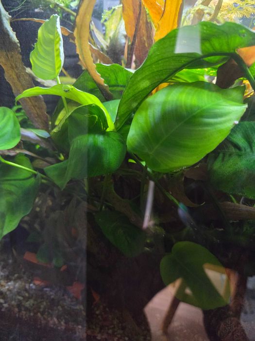 Anubias roslina do akwarium