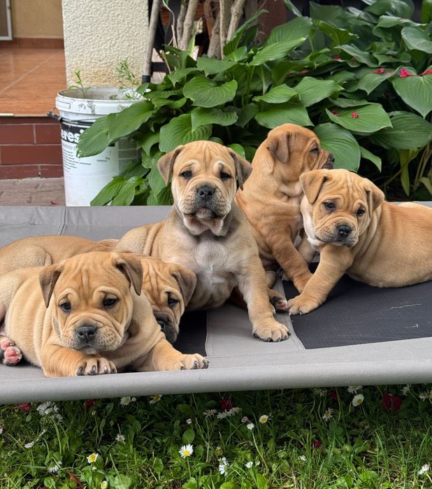 Ca de bou suczka FCI po Wicemistrzyni Europy, dog z majorki