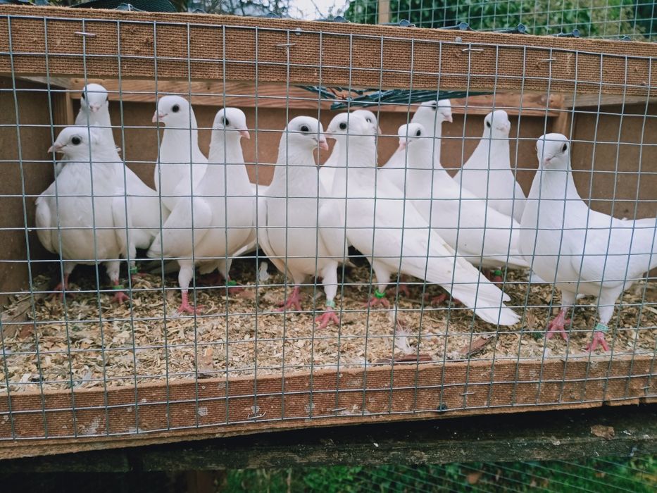 Gołębie ozdobne, czaple.