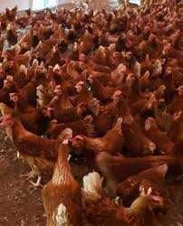 Kury Nioski Rosa Messa Dominant Sussex Leghorn ! ZAPRASZAM DOWÓZ !