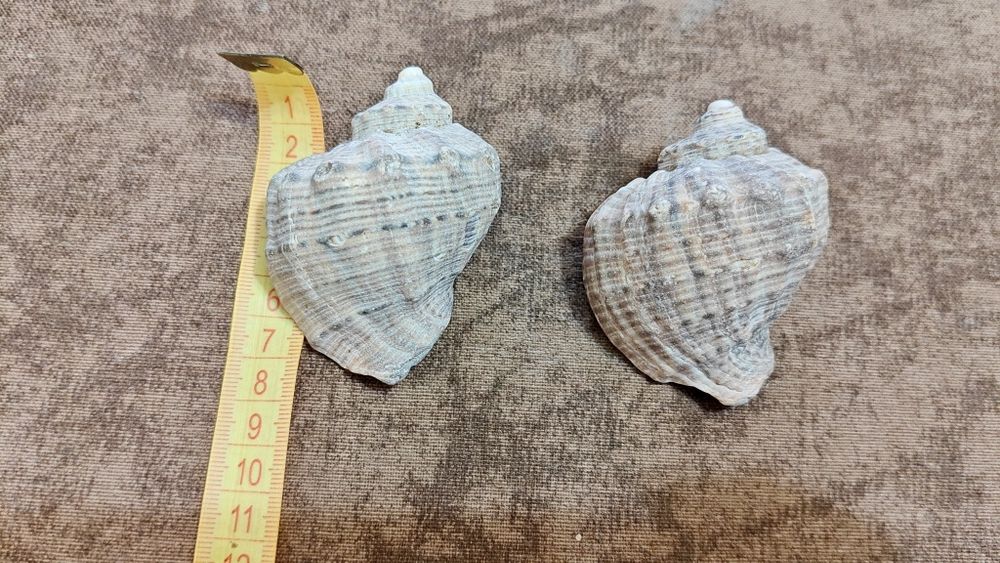 Морские ракушки для аквариума или декора/ рапаны / рапани / мушлі