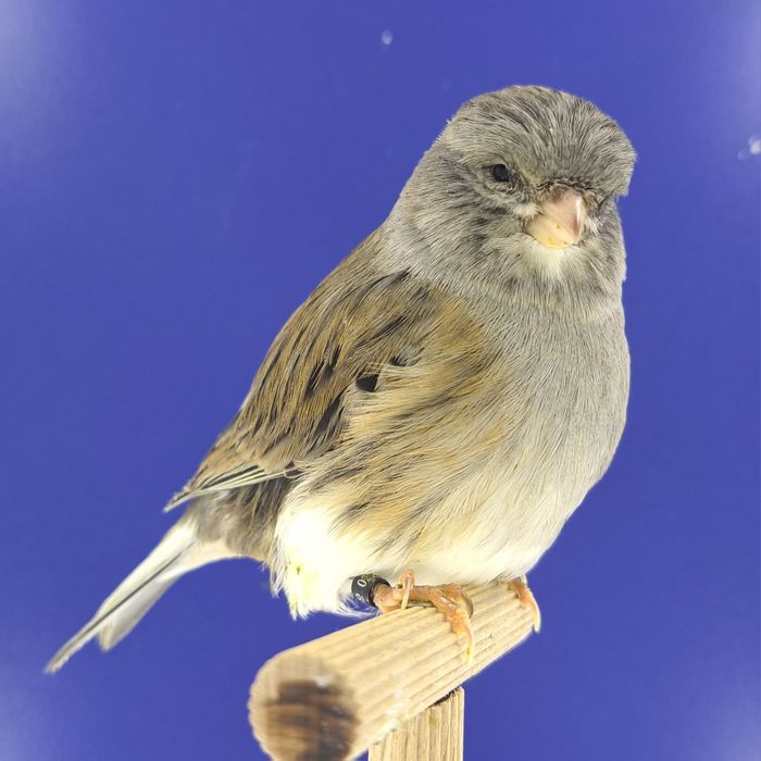 Kanarek, samczyk 22 - sprzedam, Wrocław