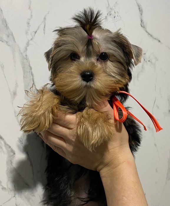 Йорки гарнесенькі