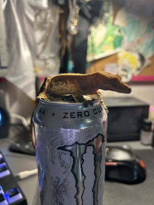Gekony orzęsione 9szt