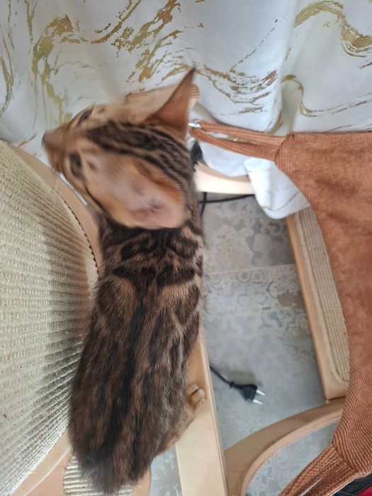 Kot Bengalski rodowód FPL