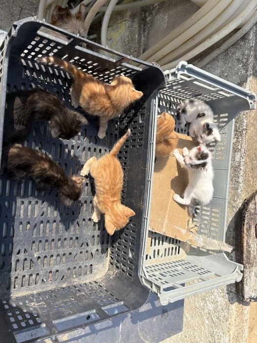 Gatinhos para doação responsavel