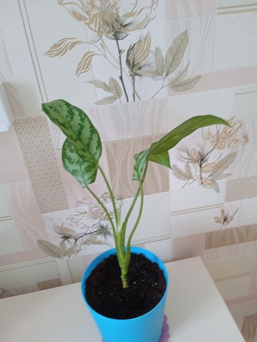 Комнатные растения.Аглаонема Silver Quin