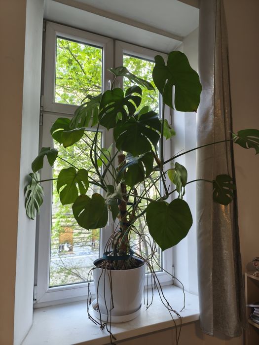 Monstera roślina 150 cm