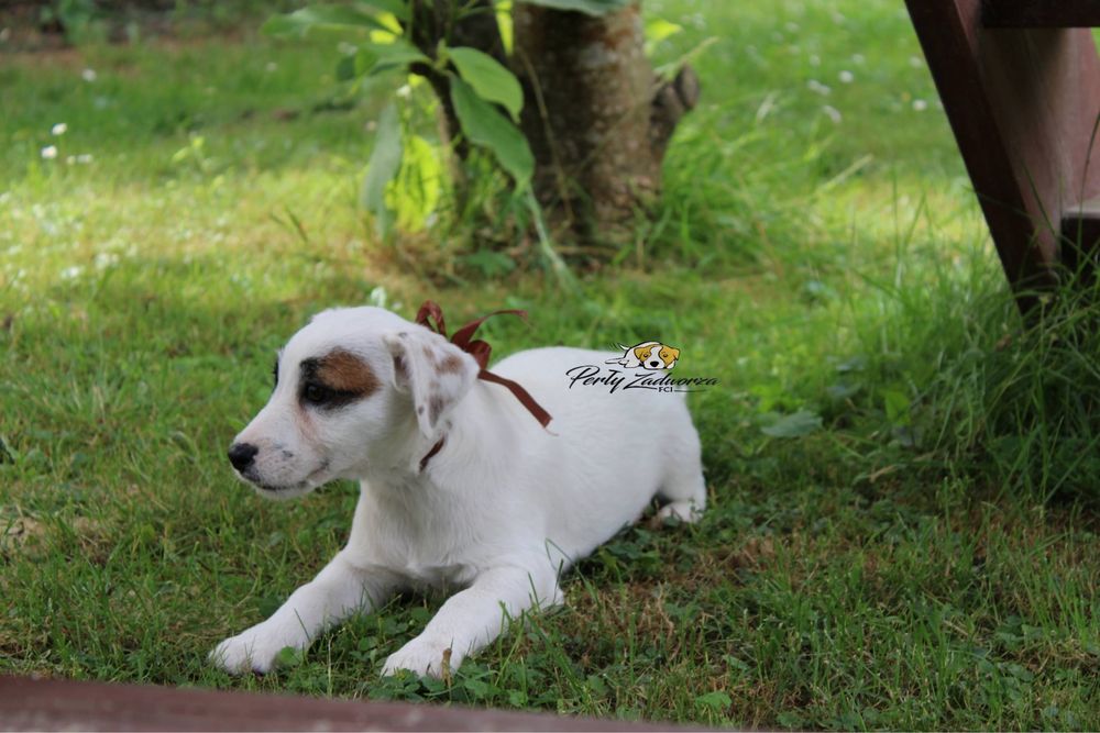 Ostatni Piesek Jack Russell Terrier ZKwP FCI