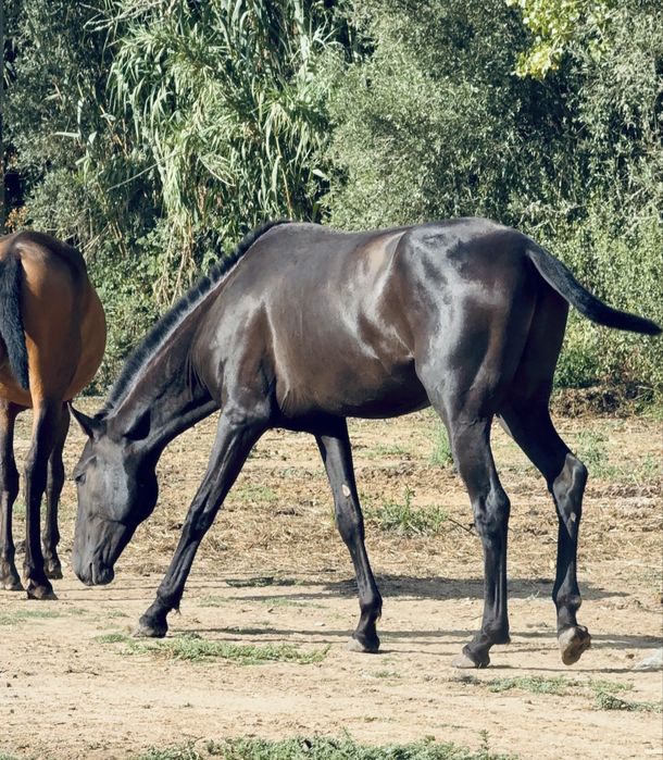 Young Lusitano Horses