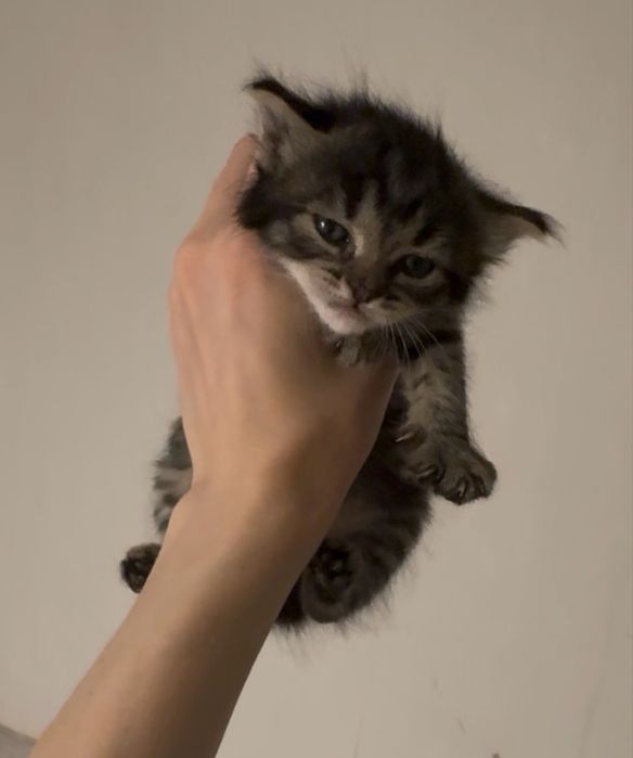 Кошенята в хороші руки