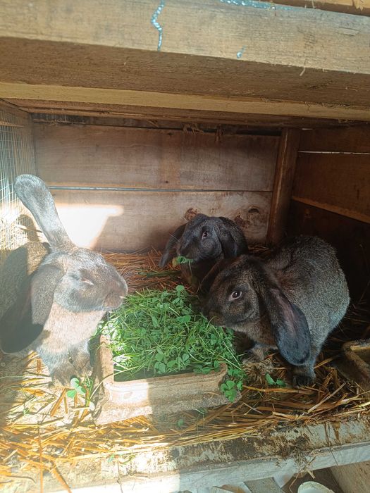 Młode piękne króliczki