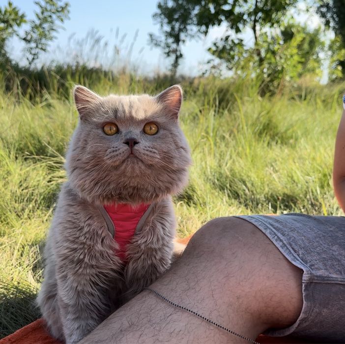 Вязка Британський ліловий довгошерстий котик