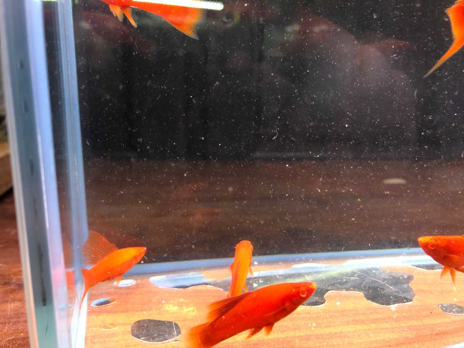 Wiedeński Delta mieczyk Red Albino