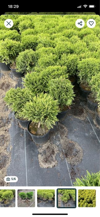 Sprzedam Th Danica  25-35 cm