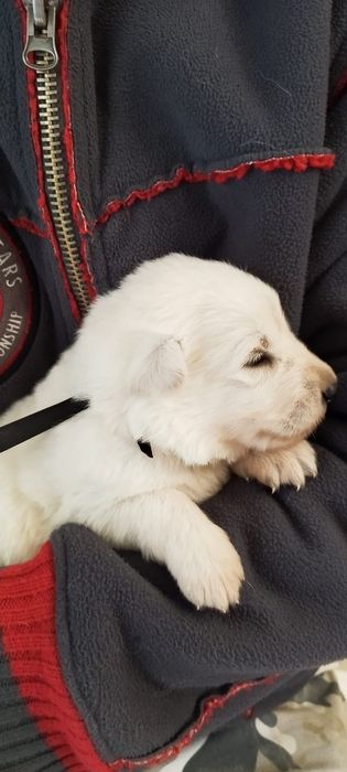 Owczarek szwajcarski