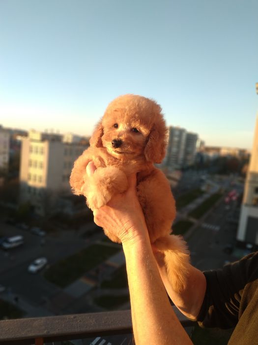 Девочки мальтипу