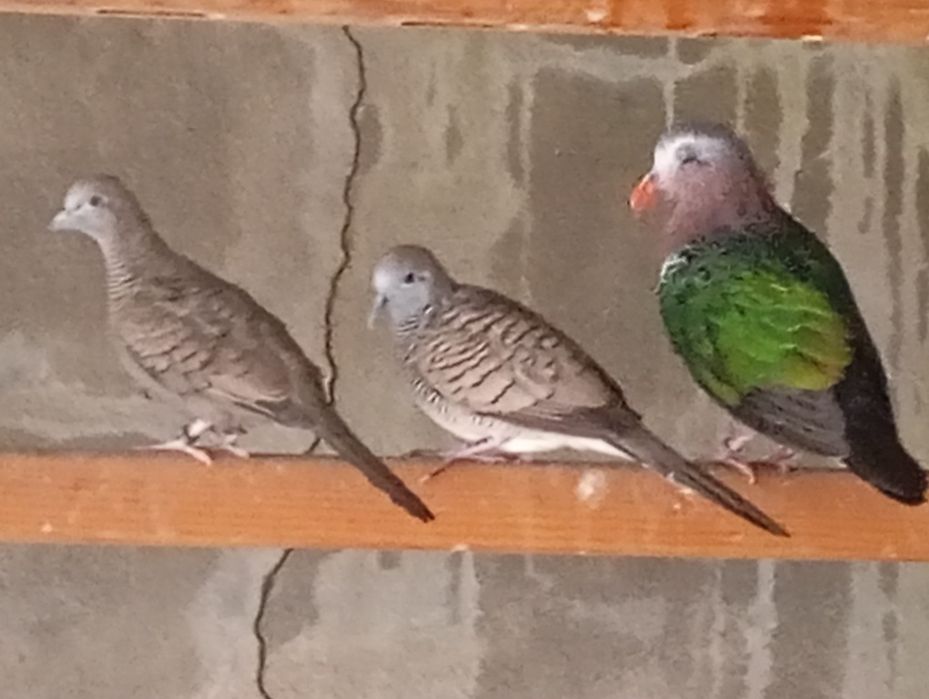 Rolas de crista australiana