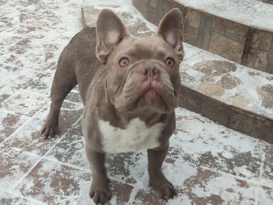 Два кобеля Изабелла и голубой мерле Французский бульдог