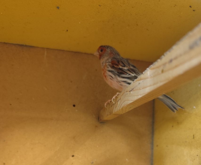 Lote de ágatas mosaicos vermelhos