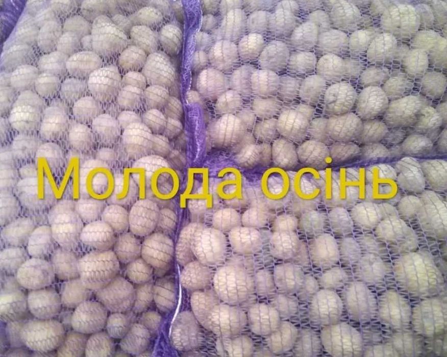 Насіння картоплі Молода осінь, картопля для літньої посадки