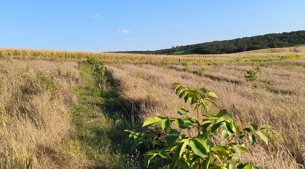 Продам будинок в с.Івківці + 1,85га горіхового саду