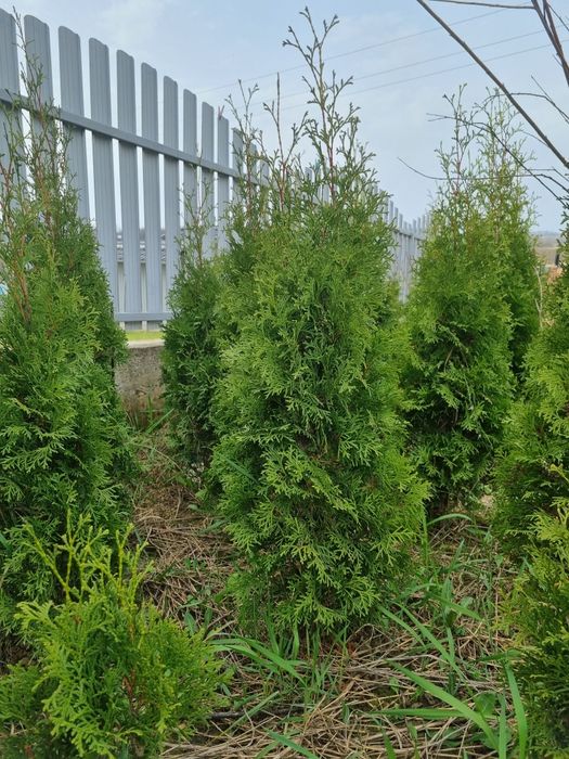 Туя смарагд різних розмірів