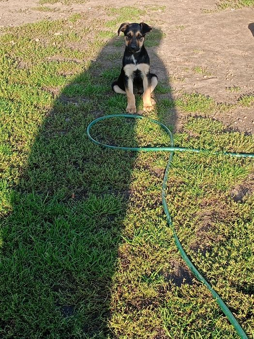 Oddam w dobre ręce na podwórko