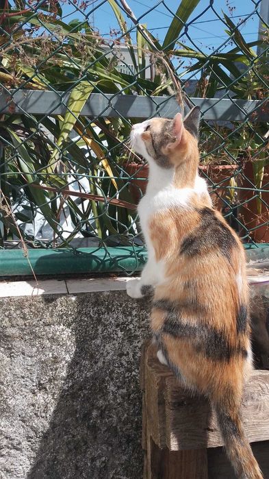 Animais para adoção