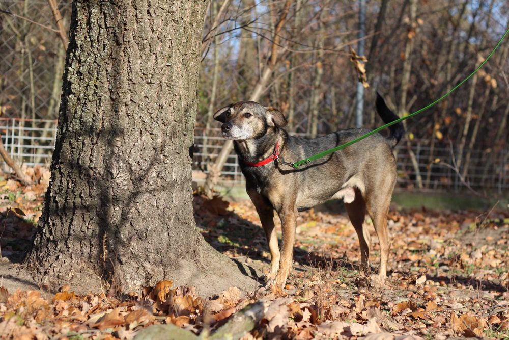 Neo- pies do adopcji