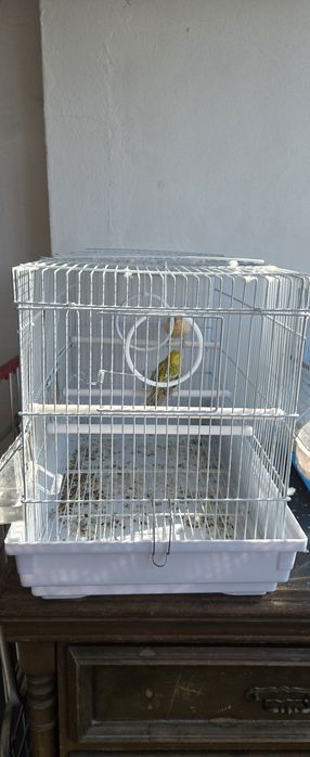 Pássaros para venda