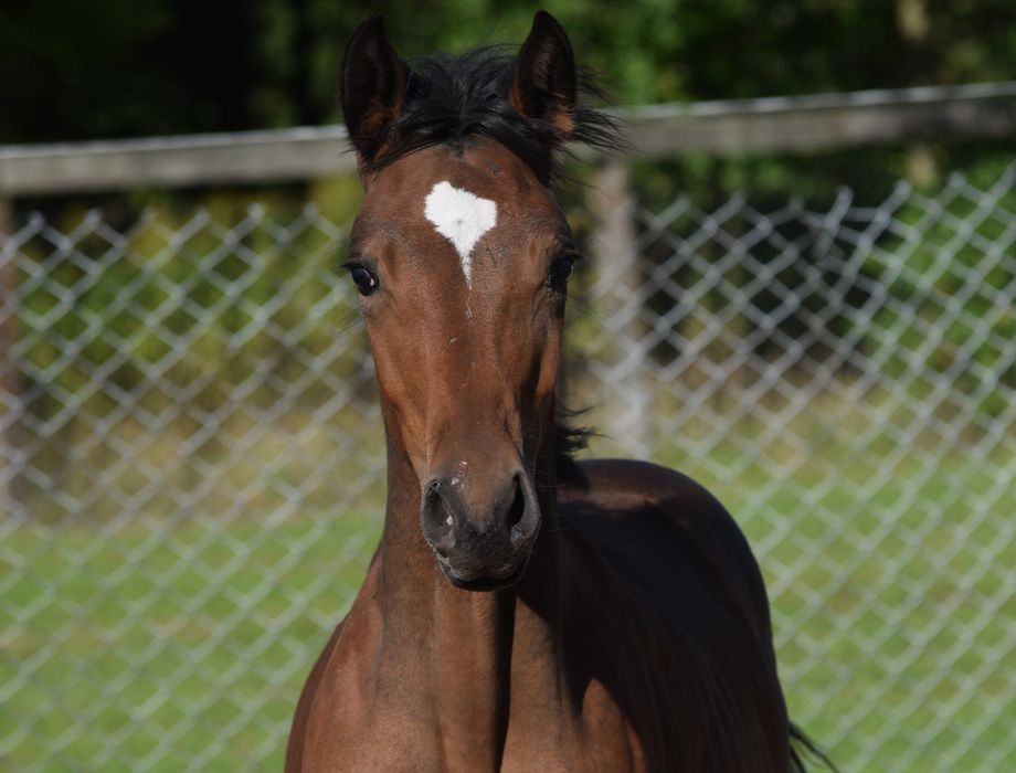 Klaczka małopolska dopłatowa odsadek