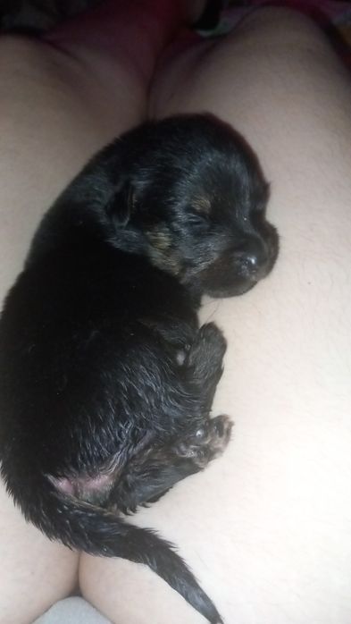 Caes bebes  para doar 1  meninos