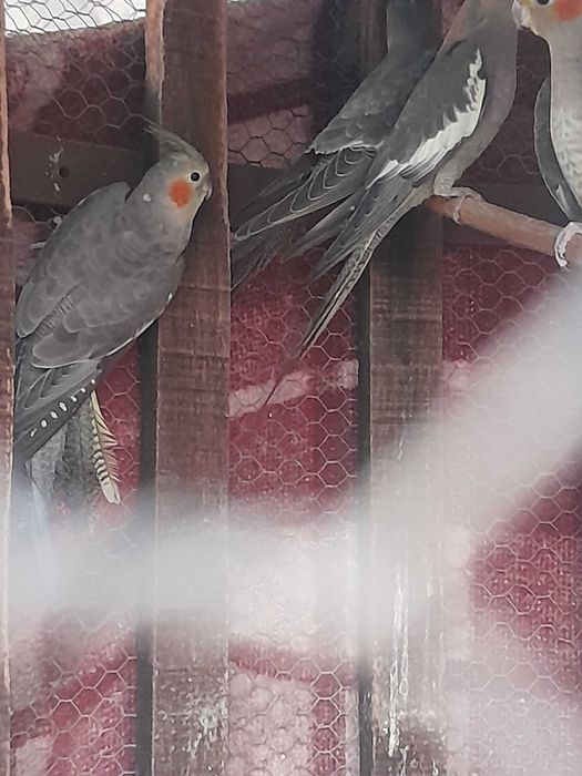 Caturras novas bonitas para venda ou troca